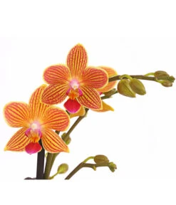 Schmetterlingsorchidee - Phalaenopsis Cultivars, Sonderfarben -Gartenbedarfs Geschäft 8254005 WE DE 001 SchmetterlingsorchideePhalaenopsisGoldstaffT12PremiumDehnerExpressHerzig