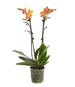 Schmetterlingsorchidee - Phalaenopsis Cultivars, Sonderfarben -Gartenbedarfs Geschäft 8254005 WE FS 001 SchmetterlingsorchideePhalaenopsisGoldstaffT12PremiumDehnerExpressHerzig