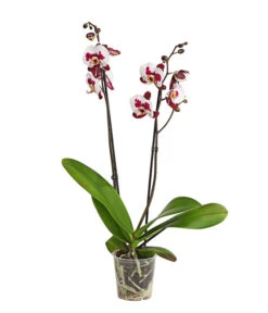Schmetterlingsorchidee - Phalaenopsis Cultivars, Sonderfarben -Gartenbedarfs Geschäft 8254021 PR FS 001 SchmetterlingsorchideePhalaenopsisSonderfarben2TrieberDehnerExpressHerzig