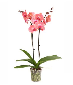 Schmetterlingsorchidee - Phalaenopsis Cultivars, Sonderfarben -Gartenbedarfs Geschäft 8254708 WE FS 001 OWSchmetterlingsorchideePhalaenopsisDutchDivaT12DehnerExpressHerzig