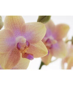 Duft-Schmetterlingsorchidee - Phalaenopsis Cultivaris 'Liodoro' -Gartenbedarfs Geschäft 8254849 PR DE 001 SchmetterlingsorchideePhalaenopsisDuftLiodoro2TrieberT12DehnerExpressZS