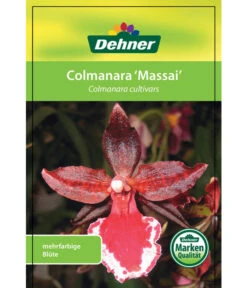 Tigerorchidee - Colmanara Cultivars 'Massai' -Gartenbedarfs Geschäft 8256174 8256182 ColmanaraCultivars 19122016 1