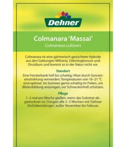 Tigerorchidee - Colmanara Cultivars 'Massai' -Gartenbedarfs Geschäft 8256174 8256182 ColmanaraCultivars 19122016 2