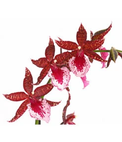 Tigerorchidee - Colmanara Cultivars 'Massai' -Gartenbedarfs Geschäft 8256174 PR DE 001 ColmanaraMassai1TrieberT12DehnerExpressHerzig
