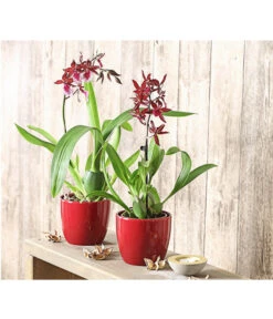 Tigerorchidee - Colmanara Cultivars 'Massai' -Gartenbedarfs Geschäft 8256174 PR MO 001 ColmanaraMassai1TrieberT12DehnerExpressHerzig
