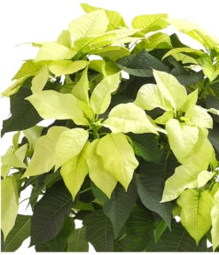 Weihnachtsstern - Euphorbia Pulcherrima, Stämmchen -Gartenbedarfs Geschäft 8258899 WE DE 001 PoinsettienStammWeissWeihnachtsstern