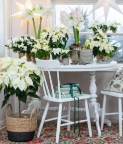 Weihnachtsstern - Euphorbia Pulcherrima, Stämmchen -Gartenbedarfs Geschäft 8260267 WE MO 001 WeihnachtsblueherEuphorbiaPulcherrima