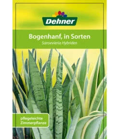 Bogenhanf - Sansevieria Cylindrica 'Mikado' -Gartenbedarfs Geschäft 82686741 8268591 8268807 8296782 8268799 8241077 Bogenhanf 1
