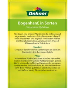 Bogenhanf - Sansevieria Cylindrica 'Mikado' -Gartenbedarfs Geschäft 82686741 8268591 8268807 8296782 8268799 8241077 Bogenhanf 2