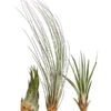 XXL Tillandsien-Set - Tillandsia Hybride, 3-teilig