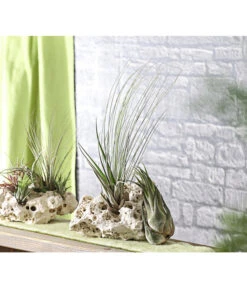 XXL Tillandsien-Set - Tillandsia Hybride, 3-teilig -Gartenbedarfs Geschäft 8270324 WE MO 001 TillandsienXXL3erSetDehnerExpressHerzig