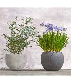 Dehner Polystone-Topf Kapstadt, Rund, Grau -Gartenbedarfs Geschäft 8278251 WE MO 002 8586141 8587438 AgapanthusTwisterEucalyptusGunniBuschT24LapisLazuliUveSauerBL0218 1