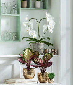 Dehner Beton-Übertopf Nola, Rund, Grau-kupfer -Gartenbedarfs Geschäft 8280505 WE MO 001 PhalaenopsisHerzT12