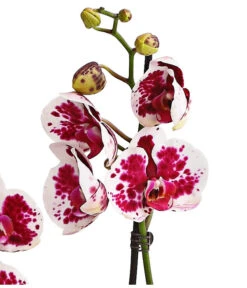 Schmetterlingsorchidee - Phalaenopsis Cultivars, Sonderfarben -Gartenbedarfs Geschäft 8283269 WE DE 002 SchmetterlingsorchideePhalaenopsisSparklingMoments2TrieberT12DehnerExpressHerzig