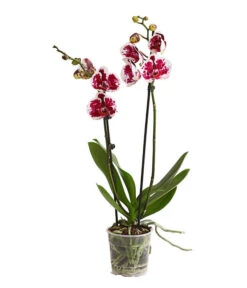 Schmetterlingsorchidee - Phalaenopsis Cultivars, Sonderfarben -Gartenbedarfs Geschäft 8283269 WE FS 001 SchmetterlingsorchideePhalaenopsisSparklingMoments2TrieberT12DehnerExpressHerzig