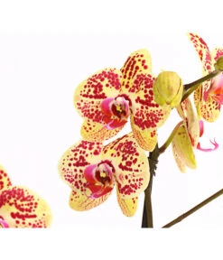 Schmetterlingsorchidee - Phalaenopsis Cultivars, Sonderfarben -Gartenbedarfs Geschäft 8283392 WE DE 001 SchmetterlingsorchideePhalaenosisTotalCool2TrieberT12OWDehnerExpressHerzig
