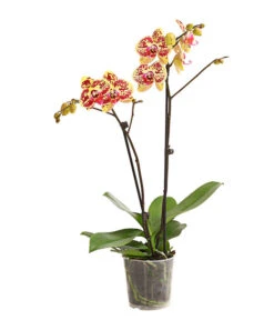 Schmetterlingsorchidee - Phalaenopsis Cultivars, Sonderfarben -Gartenbedarfs Geschäft 8283392 WE FS 001 SchmetterlingsorchideePhalaenosisTotalCool2TrieberT12OWDehnerExpressHerzig
