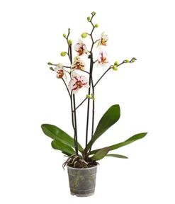 Schmetterlingsorchidee - Phalaenopsis Cultivars, Sonderfarben -Gartenbedarfs Geschäft 8283400 WE FS 001 SchmetterlingsorchideePhalaenopsisGoodTimes2TrieberPremiumDehnerExpressHerzig
