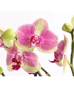 Schmetterlingsorchidee - Phalaenopsis Cultivars, Sonderfarben -Gartenbedarfs Geschäft 8283475 WE DE 001 SchmetterlingsorchideePhalaenopsisMarshmellow2TrT12DehnerExpressHerzig