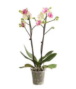 Schmetterlingsorchidee - Phalaenopsis Cultivars, Sonderfarben -Gartenbedarfs Geschäft 8283475 WE FS 001 SchmetterlingsorchideePhalaenopsisMarshmellow2TrT12DehnerExpressHerzig