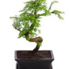 Outdoor-Bonsai Urweltmammutbaum - Metasequoia Glyptostroboides