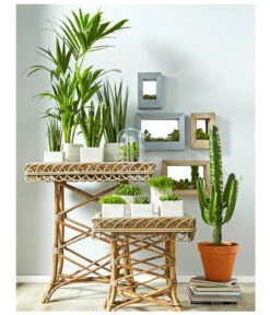 Bogenhanf - Sansevieria Cylindrica 'Mikado' -Gartenbedarfs Geschäft 8297434 PR MO 002 KakteenSukkulentenBild1BL14 8268799 8241077 8267692 8679631 8673881 8239691 8739039