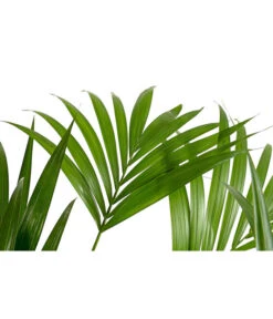 Kentia-Palme, Howea Forsteriana, Hydrokultur -Gartenbedarfs Geschäft 8462152 PR DE 001 HoweaForsterianaKentiapalmeHydroT18T19DehnerExpressHerzig
