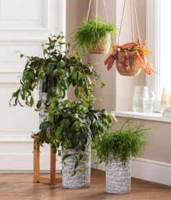 Kannenpflanze - Nepenthes 'Miranda' -Gartenbedarfs Geschäft 8476970 8686461 8686578 WE MO 001 AeschynanthusMarmoratus