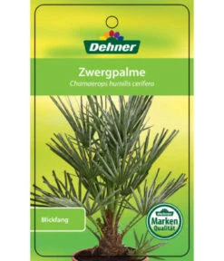Blaue Zwergpalme -Gartenbedarfs Geschäft 8584401 Chamaeropshumiliscerifera 15112016 1