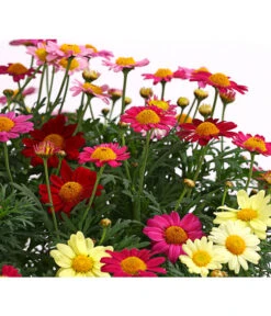 Margeriten-Trio -Gartenbedarfs Geschäft 8589590 WE DE 001 MargeriteArgyranthemumBuschTrioT18DehnerExpressHerzig