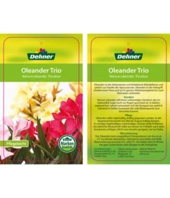 Oleander-Trio -Gartenbedarfs Geschäft 8590291 8596843 NeriumoleanderTrio 01 12 17