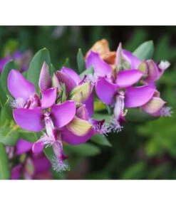 Kreuzblume, Stämmchen -Gartenbedarfs Geschäft 8590994 PR DE 001 PolygalaMyrtifoliaKreuzblumePixabay