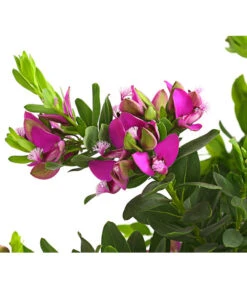 Kreuzblume, Stämmchen -Gartenbedarfs Geschäft 8590994 WE DE 001 KreuzbluemchenPolygalaStammLilaT17DehnerExpressHerzig