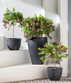 Kreuzblume, Stämmchen -Gartenbedarfs Geschäft 8590994 WE MO 001 KreuzblumePolygalsStamm