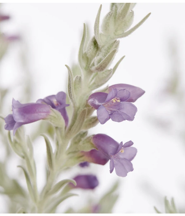 Emustrauch 2 Emustrauch – Bild 2