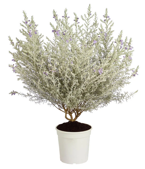 Emustrauch 1 Emustrauch