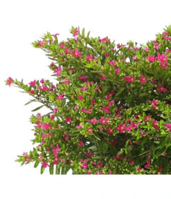 Köcherblümchen, Busch, Verschiedene Farben -Gartenbedarfs Geschäft 8594673 WE DE 001 CupheaT17DehnerExpressHerzig