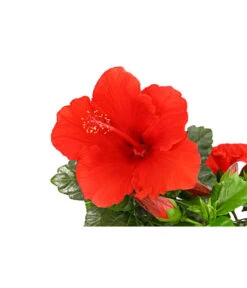 Zimmerhibiskus - Hibiscus Rosa-sinensis, Verschiedene Sorten -Gartenbedarfs Geschäft 8595241 PR DE 001 HibiscusMixBuschT17DehnerExpressHerzig