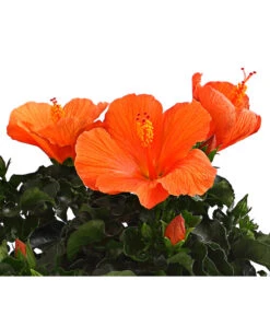 Zimmerhibiskus - Hibiscus Rosa-sinensis, Verschiedene Sorten -Gartenbedarfs Geschäft 8595241 WE DE 001 HibiskusHibiscusBuschT17DehnerExpressHerzig