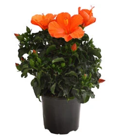 Zimmerhibiskus - Hibiscus Rosa-sinensis, Verschiedene Sorten -Gartenbedarfs Geschäft 8595241 WE FS 001 HibiskusHibiscusBuschT17OWDehnerExpressHerzig