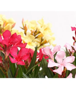 Oleander-Trio -Gartenbedarfs Geschäft 8596843 PR DE 001 OleanderBuschTricolorT19DehnerExpressHerzig