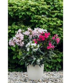 Oleander-Trio -Gartenbedarfs Geschäft 8596843 PR MO 001 OleanderTricolorLucknerMai2015