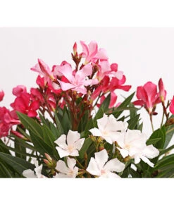 Oleander-Trio -Gartenbedarfs Geschäft 8596843 WE DE 002 OleanderBuschTricolorT19DehnerExpressHerzig