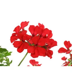 Geranie 'Caliente', Ampel -Gartenbedarfs Geschäft 8604316 PR DE 001 GeranieCalienteAmpelDehnerExpressHerzig