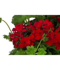 Geranie 'Caliente', Ampel -Gartenbedarfs Geschäft 8604316 WE DE 001 GeranieCalienteAmpelT25