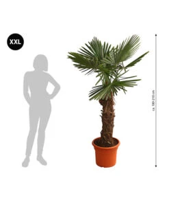 XXL Hanfpalme, Ca. 180-210 Cm -Gartenbedarfs Geschäft 8609158 WE BG 001 XXLHanfpalme180210cm