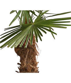 XXL Hanfpalme, Ca. 180-210 Cm -Gartenbedarfs Geschäft 8609158 WE DE 001 ChinesischeHanfpalmeTrachycarpusFortuneiT50DehnerExpressHerzig
