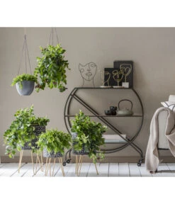 Schamblume - Aeschynanthus Japhrolepis -Gartenbedarfs Geschäft 8635377 WE MO 001 AeschynanthusAmpel2021GC15