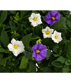 Enzianstrauch-Duo, Stämmchen -Gartenbedarfs Geschäft 8649691 PR DE 001 SolanumRantonettiStammT17TwinDehnerExpressHerzig