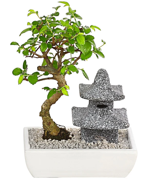 Bonsai Mit Buddha/Pagode, Verschiedene Sorten 1 Bonsai Mit Buddha/Pagode, Verschiedene Sorten